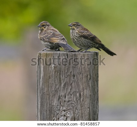 Two Sparrows perched on fence post