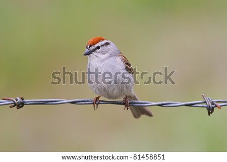 Chipping sparrow perched on a barbed wire