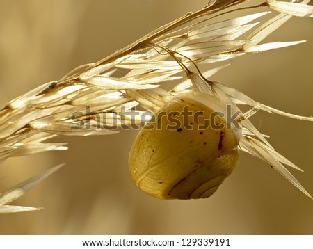 snail on a leaf fry than the sun, nature background