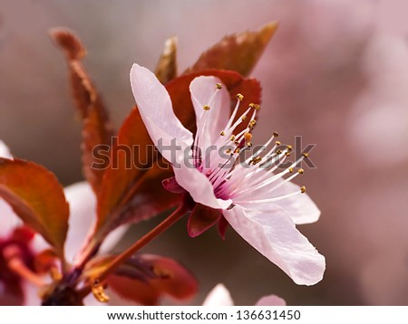 spring-blooming ornamental tree pink flowers and leaves, close up