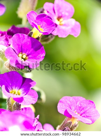 purple flower garlands, close