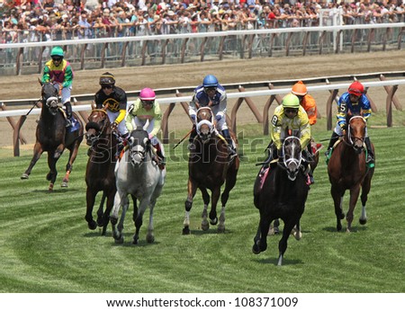 SARATOGA SPRINGS - JUL 22: The field gallops over the turf in a claiming race on Jul 22, 2012 at Saratoga Race Course in Saratoga Springs, NY. Eventual winner is Jose Lezcano #8 and \