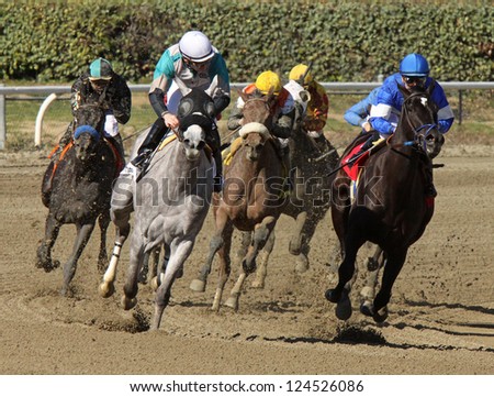 ARCADIA, CA - JAN 12: The field turns for home in a maiden race at Santa Anita Park on Jan 12, 2013 in Arcadia, CA. Eventual winner is \
