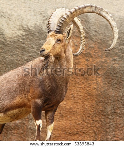 A male wild goat stands alert on a rocky cliff.