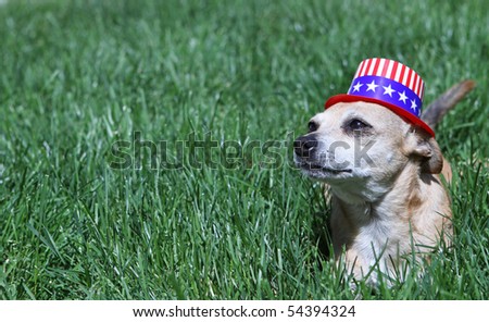 Mexican Chihuahua wearing patriotic hat