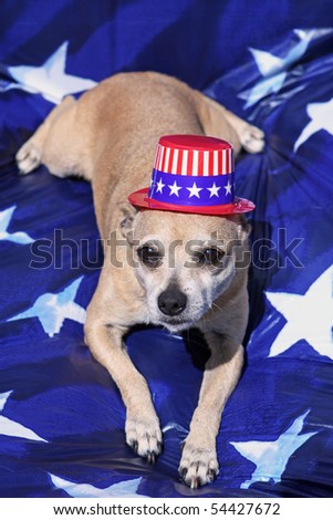 Mexican Chihuahua with Patriotic Hat on Blue and White Star Background