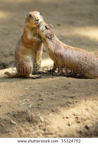 Two Prairie Dogs cuddling and kissing each other. Copy space below Prairie Dogs.