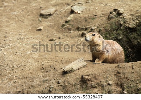 Prairie Dog emerging from his burrow and looking around. Copy space left of Prairie Dog.