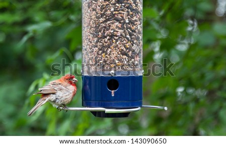 Juvenile cardinal at backyard bird feeder, close up with  leafy green blurred background.