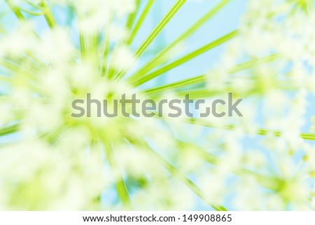 Macro of Queen Anne\'s Lace flower cluster, with focus on stems. AKA wild carrot.