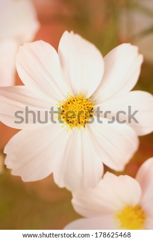 Cross processed white sonata cosmos flower close up.