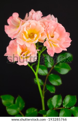 Close up of cluster of carpet roses with stem and leaves on black background.