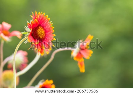 Gaillardia wildflowers, Blanket flowers, against blurred field background.