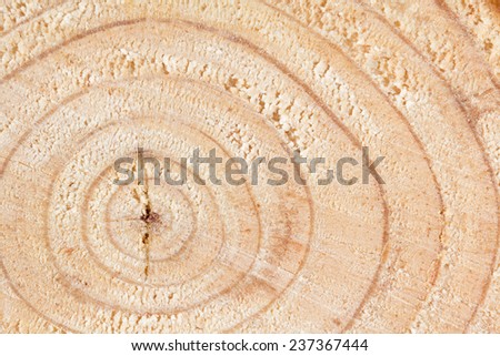 Growth rings of a recently felled pine tree. Likely Eastern White Pine,  Pinus strobus L. Close up shows the differentiation between spring and summer wood,