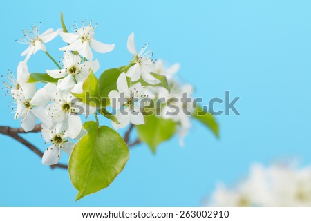 Close up of white spring cherry  flower cluster and unfurling green leaves with sky blue background and blurred flower cluster. Prunus spp.
