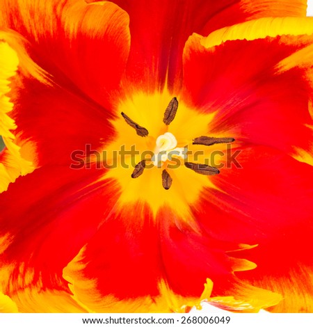 Close up of yellow and red parrot tulip flower center. Square crop.