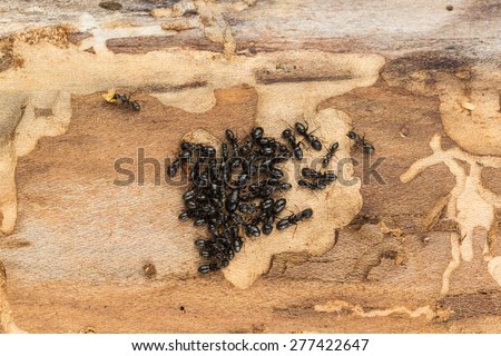 Close up of tight ant colony with queen and offspring found under bark of pine tree firewood. Likely carpenter ants Camponotus  pennsylvanicus.