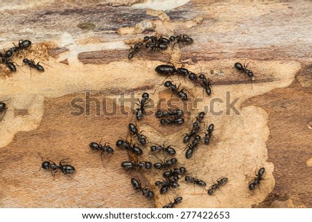 Small satellite colony of black ants found under bark of pine firewood. Likely carpenter ants Camponotus  pennsylvanicus.