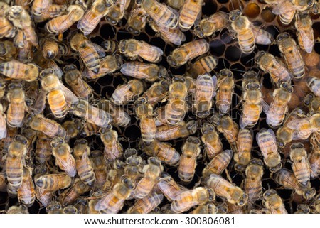 Honey bees share a taste of nectar and honey to pass on information to other worker bees. This is called Trophallaxis or food sharing.