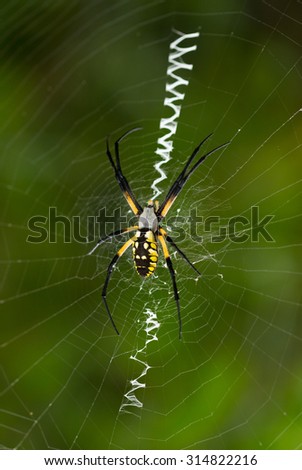 Black and yellow garden spider waits in center of orb web for insects to become trapped in her orb web with stabilimentum.