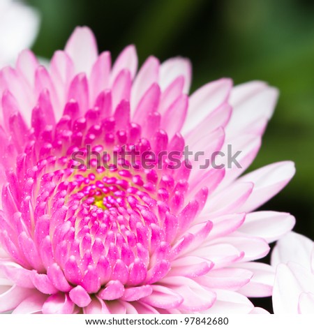 Macro shot of pink mum flower with blurred green background.