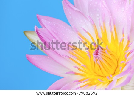 Closeup of water lily flower with water droplets, on blue background.
