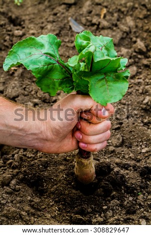 Top view of male hand pulling beetroot out of the ground