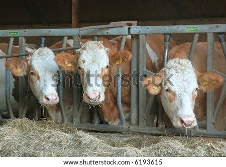 three happy cows