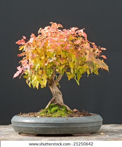 Amur Maple Bonsai In Fall Stock Photo 21250642 : Shutterstock