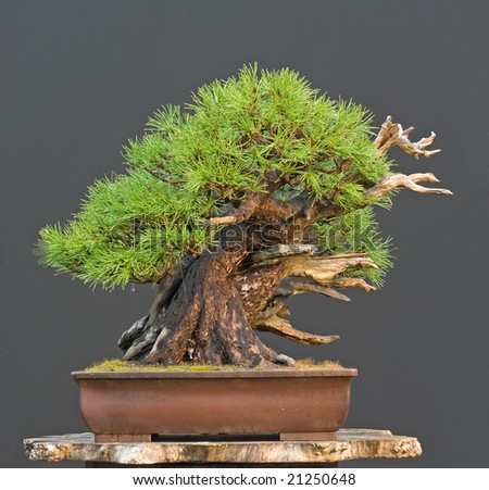 Mugo Pine Bonsai Stock Photo 21250648 : Shutterstock