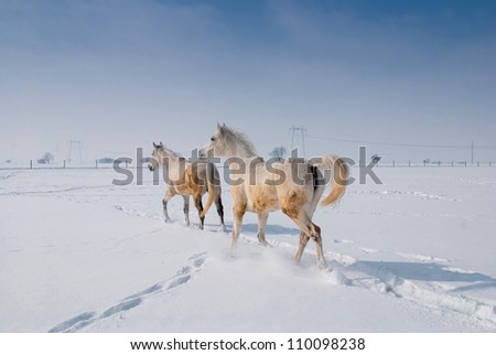 Two white horse in winter landscape