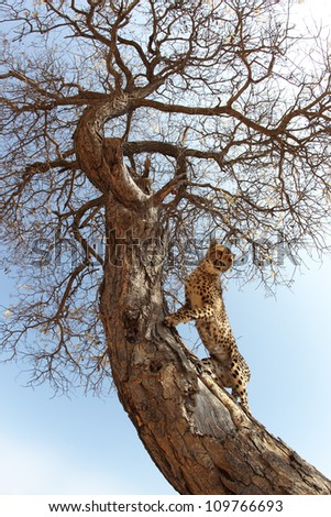 Cheetah Climbing Tree Stock Photo 109766693 : Shutterstock