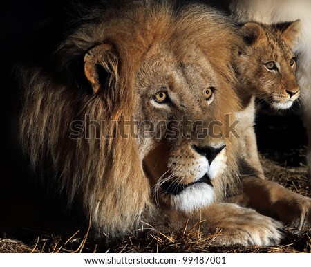 African lion and cub.Father and son. male lion and cub.