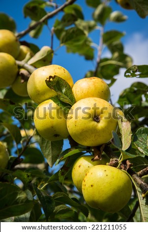 Branch with fresh organic apple in orchard on sky background