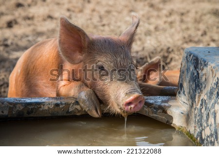 Cute baby pig drinking water