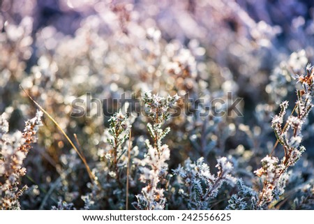 close view on frost covered plants with cross vintage color effect