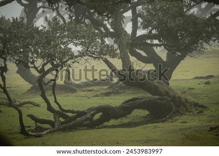 Similar – Image, Stock Photo Old laurel tree