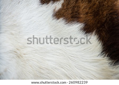 cow skin texture, template for background
