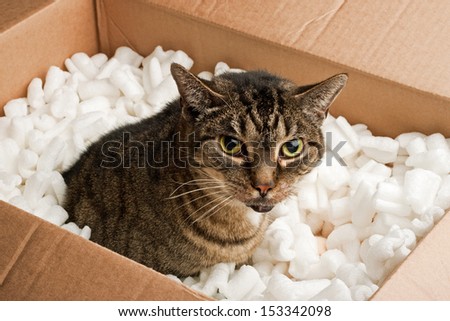 Annoyed cat in cardboard box of packing peanuts
