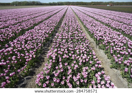 Farm fields with flowers in Holland