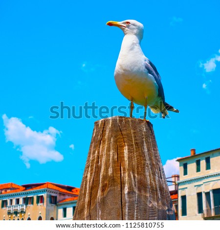 Similar – Foto Bild Venezianische Möwe auf Pfahl