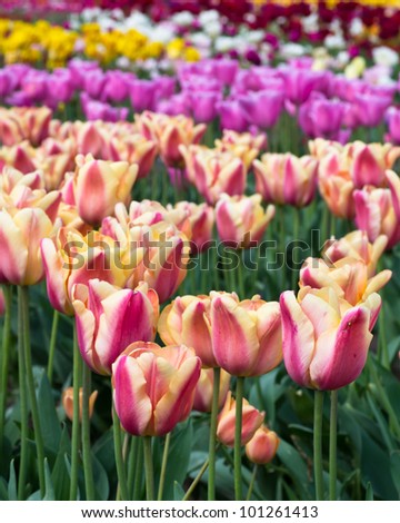 A group of blooming tulip bulbs of various colors