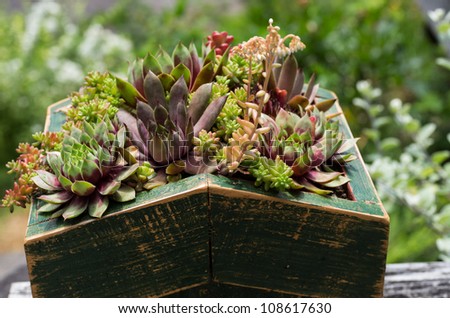 Green roof of sedum plants used for sustainable construction