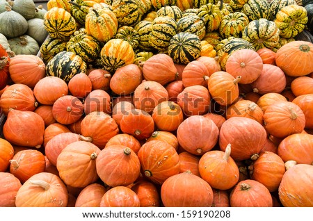 Carnival and golden nugget squash on display at the market