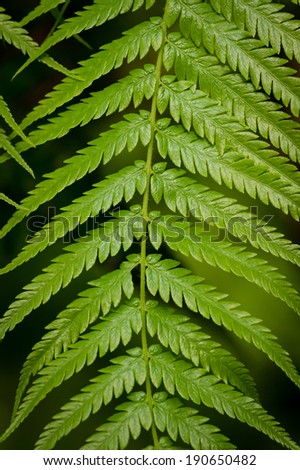 Long green fern frond with tiny leaflets
