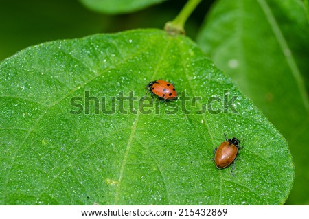 Red lady bug beetles feeding on a green leaf