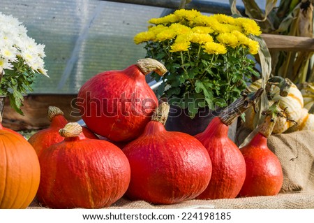 Fall festival display of flowers and red squash