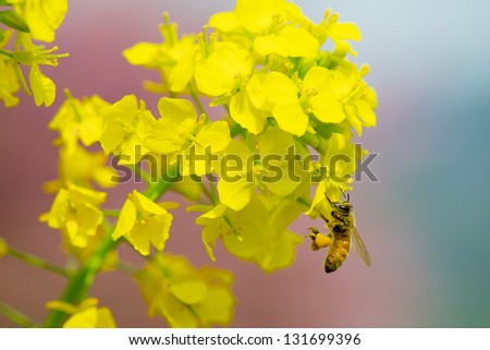 Honey bee  collecting nectar from a Rape blossoms, And she attached heart-shaped pollen on her legs / heart-shaped pollen /spring time