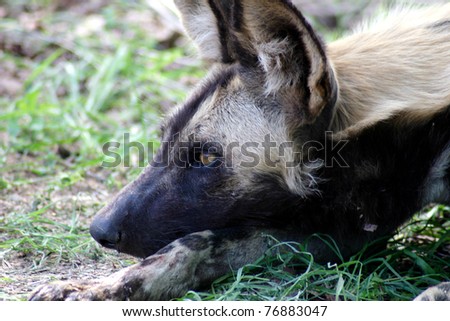 A Wild dog resting