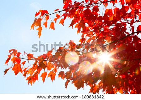 Bright direct sunshine through red maple autumn leaves with three hexagonal lens flares